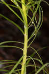 Narrowleaf ironweed 